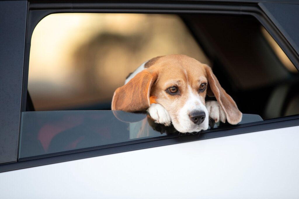 Como transportar pet no carro: regras da lei