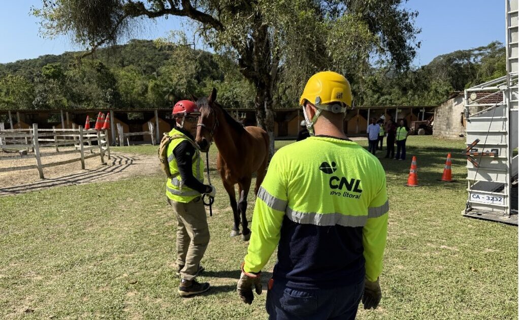 Animais na pista: como agir para evitar acidentes