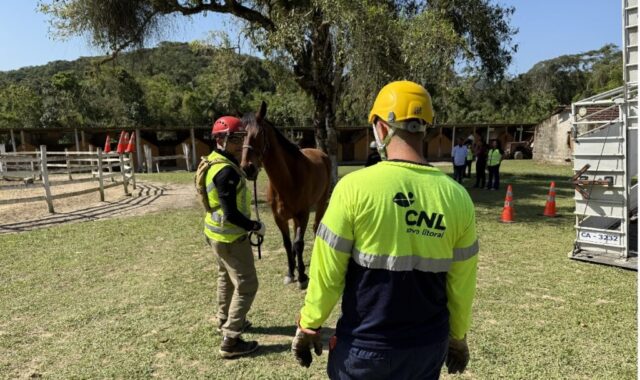 Animais na pista: como agir para evitar acidentes